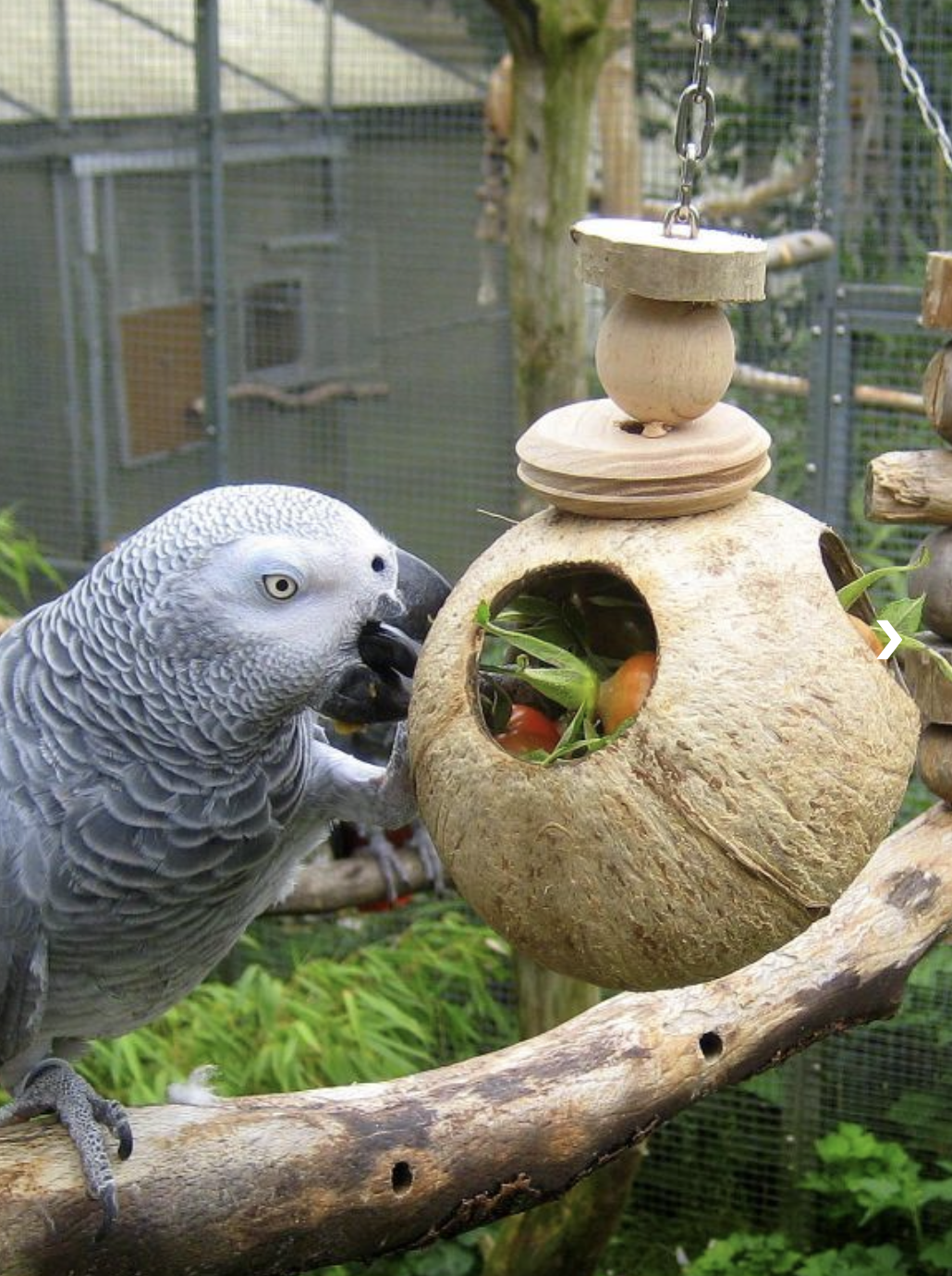 Graupapagei Rico vom Papageien Paradies Sonsbeck Graupapagei Rico vom Papageien Paradies Sonsbeck