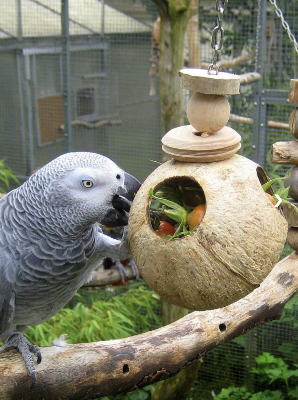 Graupapagei Rico vom Papageien Paradies Sonsbeck