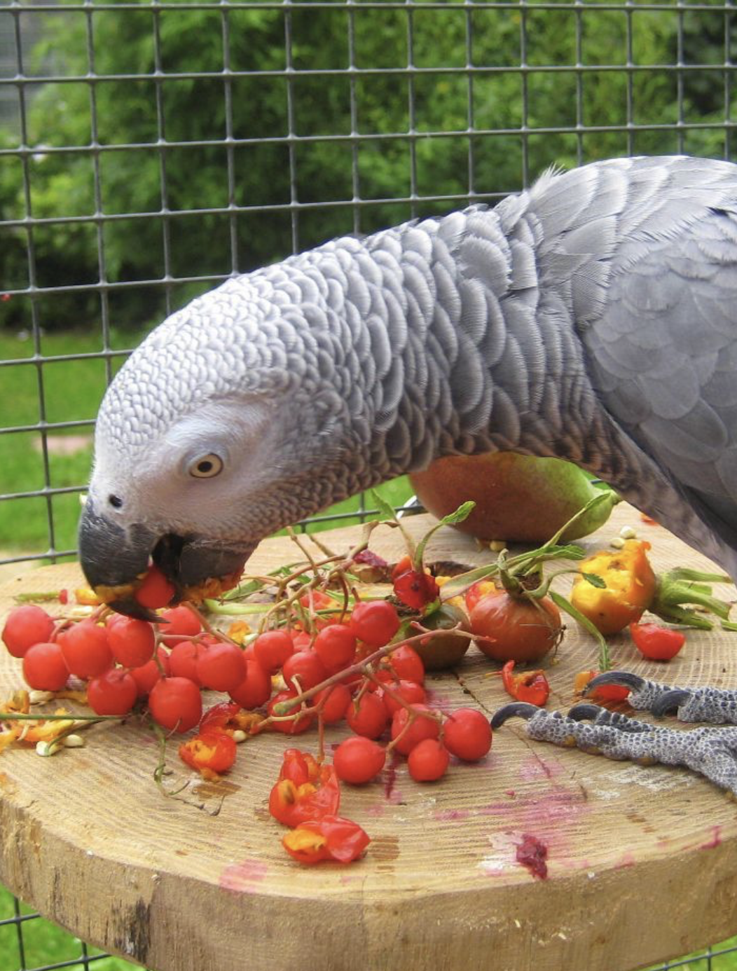 Graupapagei Rico vom Papageien Paradies Sonsbeck Graupapagei Rico vom Papageien Paradies Sonsvbeck