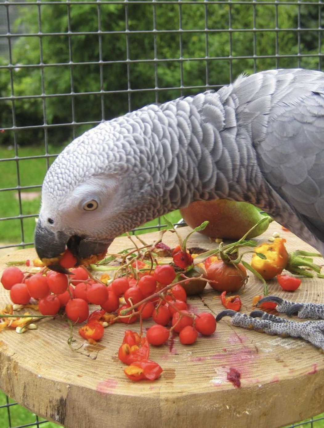 Graupapagei Rico vom Papageien Paradies Sonsvbeck