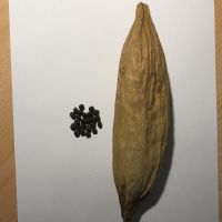 50 Samen vom Kapokbaum (Ceiba pentandra)