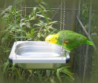 Food bowl and bird bath Medium Air Deluxe